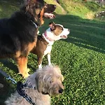 La Casina Di Butzi Pet Friendly - Terme Di Arta - Zoncolan Vakantiehuis *