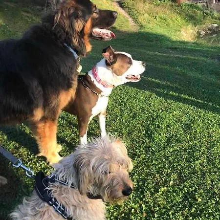 La Casina Di Butzi Pet Friendly - Terme Di Arta - Zoncolan Holiday home *