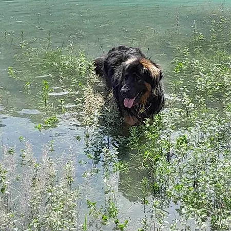 La Casina Di Butzi Pet Friendly - Terme Di Arta - Zoncolan Nyaraló *